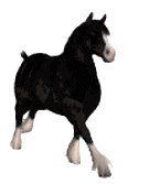 +animal+horse+ clipart