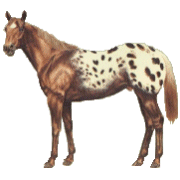 +animal+horse+ clipart