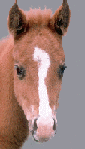 +animal+horse+ clipart