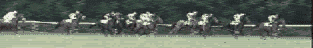 +animal+horse+ clipart