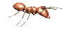 +bug+insect+ant++ clipart