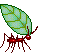 +bug+insect+ant+with+a+leaf++ clipart