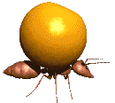 +bug+insect+ant+with+huge+egg++ clipart