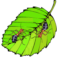 +bug+insect+ants+on+a+leaf++ clipart