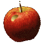 +bug+insect+apple+with+maggot++ clipart