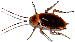 +bug+insect+brown+beetle++ clipart