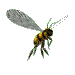 +bug+insect+bug++ clipart