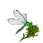 +bug+insect+dragonfly+on+a+flower++ clipart