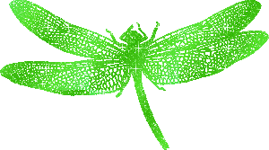 +bug+insect+green+dragonfly++ clipart