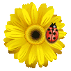 +bug+insect+ladybird+on+a+sunflower++ clipart