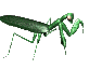 +bug+insect+preying+mantis++ clipart