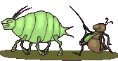 +bug+insect+two+insects++ clipart