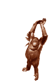 +jungle+forest+animal+baboon++ clipart