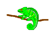 +jungle+forest+animal+chamelian++ clipart