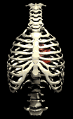 +medical+health+doctor+rib+cage+and+lungs++ clipart