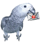 +bird+animal+email+grey+parrot++ clipart