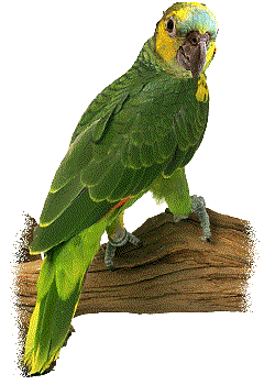 +bird+animal+green+lori+parrot++ clipart