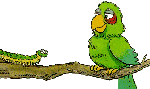 +bird+animal+green+parrot++ clipart