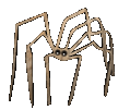+arachnid+spider++ clipart