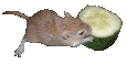 +animal+ clipart