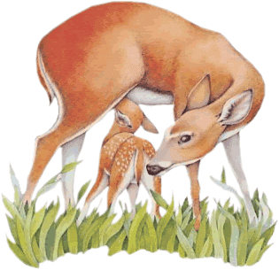 +animal+baby+deer+ clipart