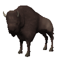 +animal+bison+ clipart