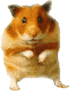 +animal+hamster+ clipart