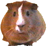 +animal+hamster+ clipart