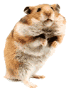 +animal+hamster+ clipart
