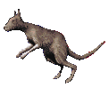 +animal+kangaroo+ clipart