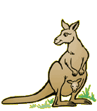 +animal+kangaroo+ clipart