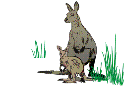 +animal+kangaroo+ clipart