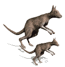 +animal+kangaroos+ clipart