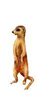 +animal+meerkat+ clipart