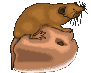 +animal+rat+ clipart