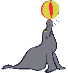 +animal+sea+lion+ clipart