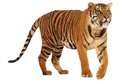 +cat+animal+s+ clipart