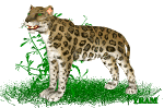 +cat+animal+jaguar+s+ clipart