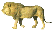 +cat+animal+lion+s+ clipart