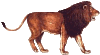 +cat+animal+lion+s+ clipart