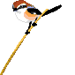 +bird+animal+ clipart