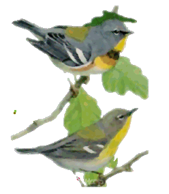 +bird+animal+ clipart