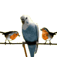 +bird+animal+ clipart