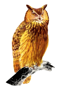 +bird+animal+ clipart