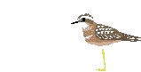 +bird+animal+ clipart