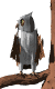 +bird+animal+ clipart