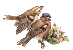+bird+animal+ clipart