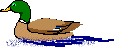 +bird+animal+ clipart