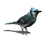 +bird+animal+ clipart