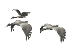 +bird+animal+birds++ clipart